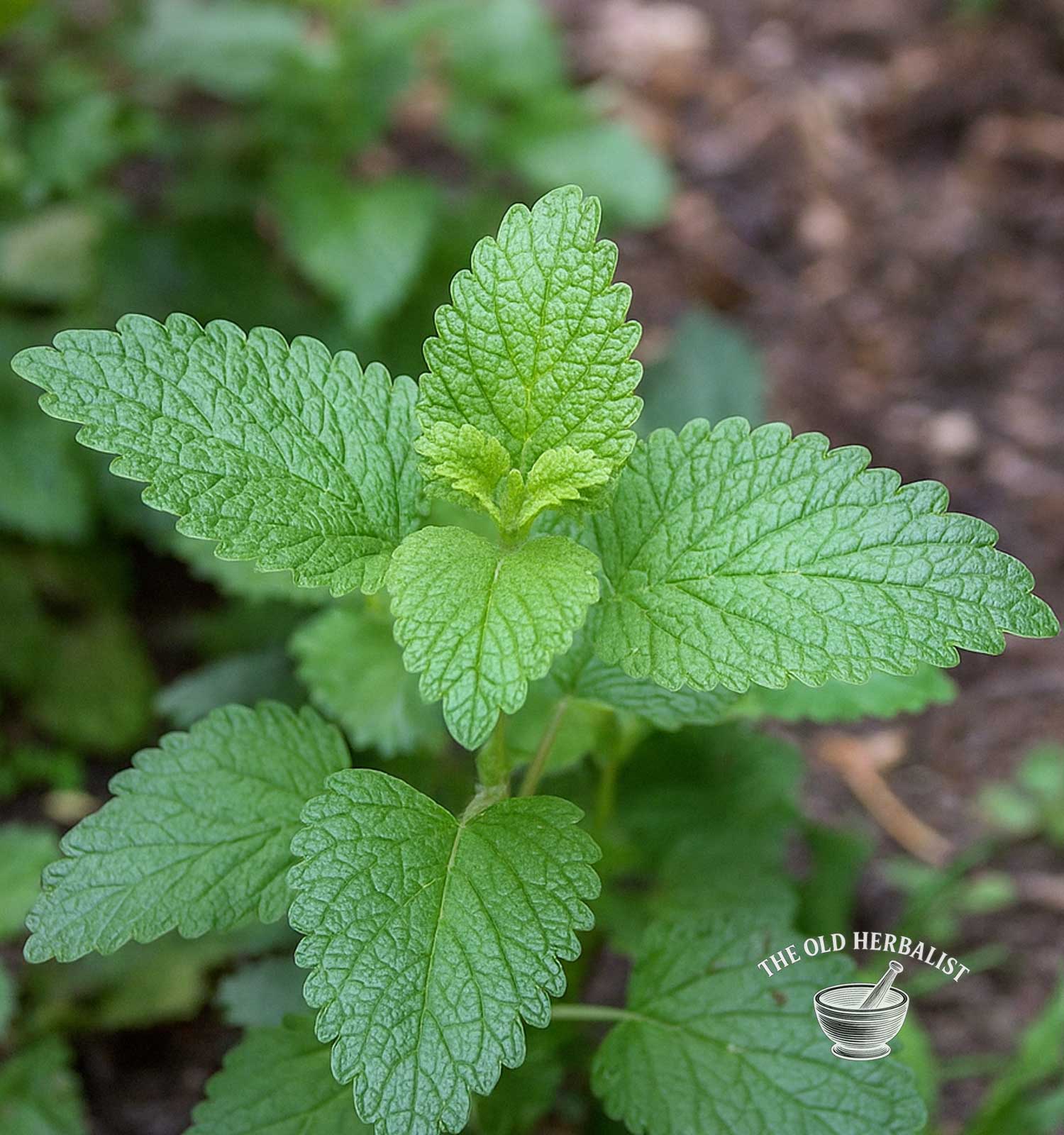 lemon balm plant