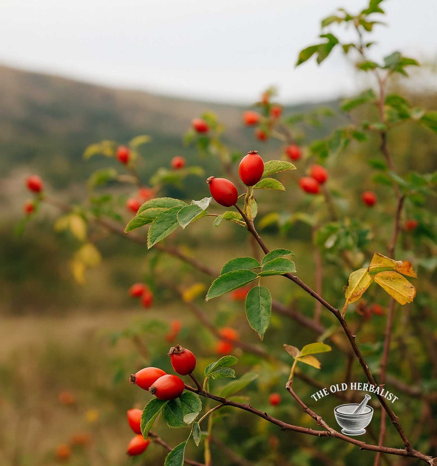 Rosehips Powder – Rosa canina