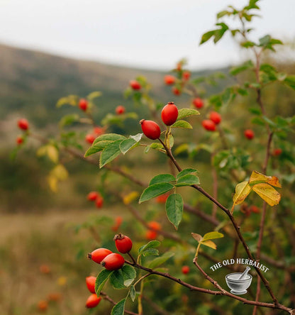 Rosehips Powder – Rosa canina