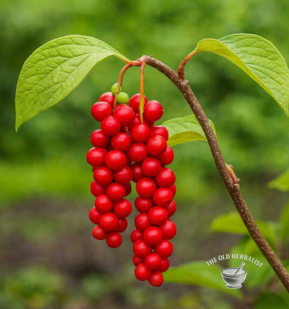 Schisandra Berries – Schisandra chinensis