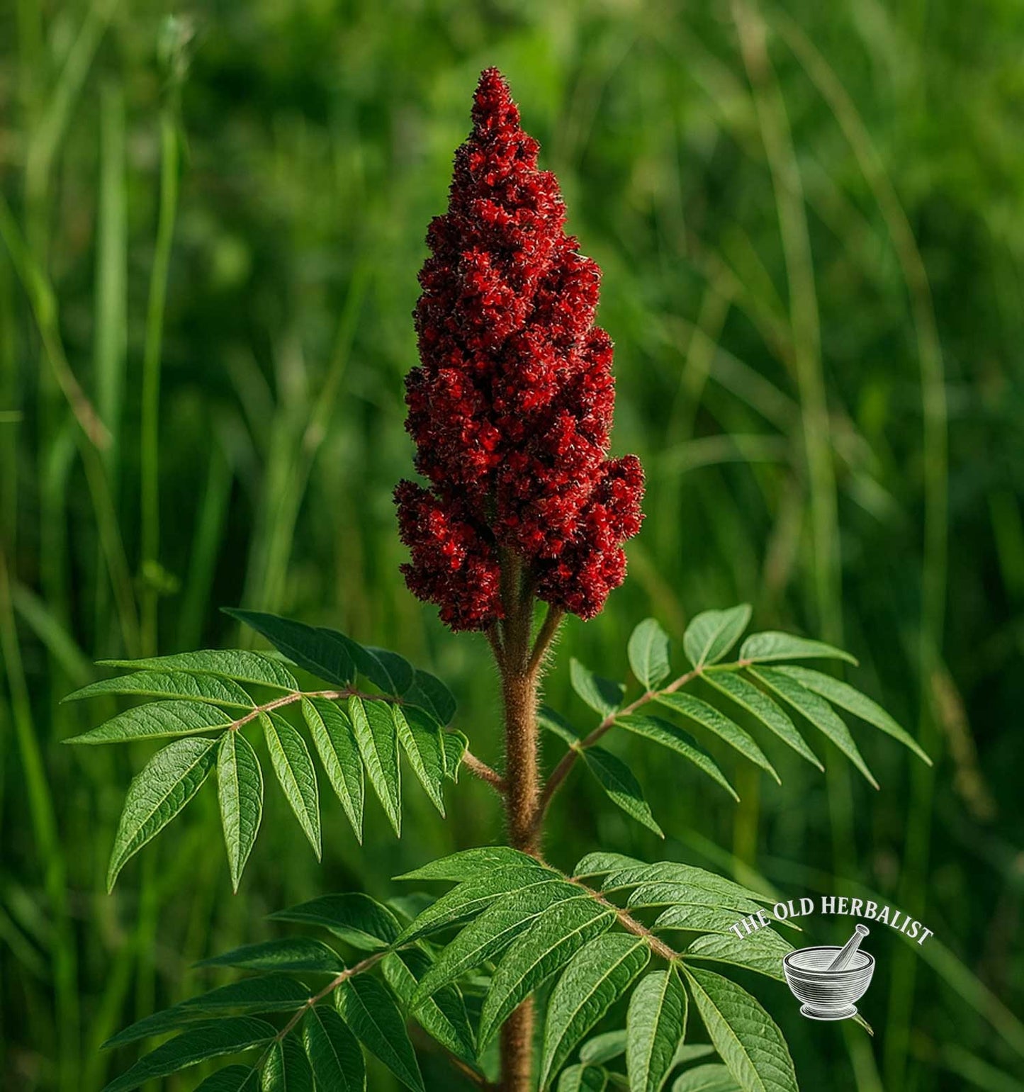 Sumac Spice – Rhus coriaria