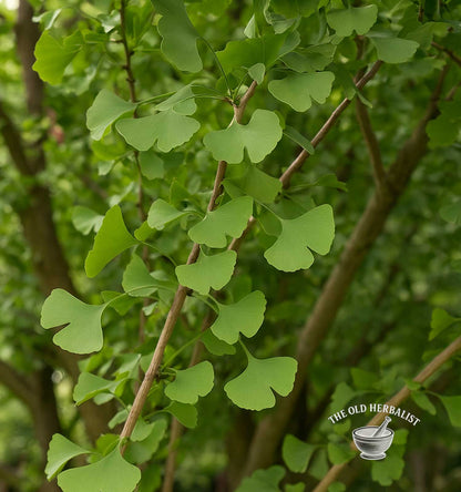 Ginkgo Leaf – Ginkgo biloba