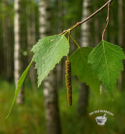 Birch Leaf – Betula pendula