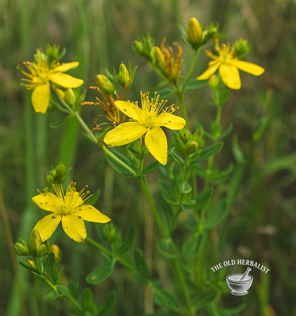 St. John’s Wort Herb – Hypericum perforatum
