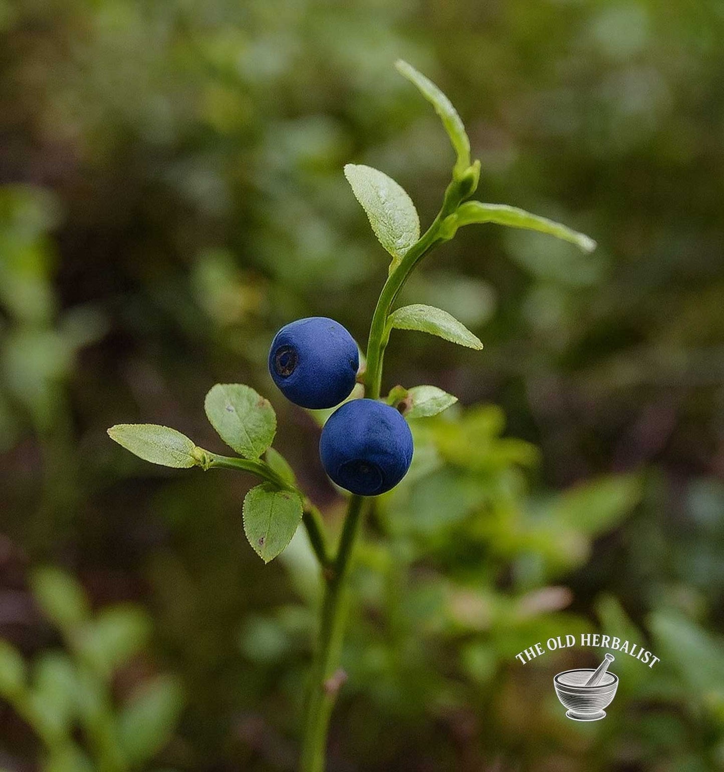 Bilberry Leaf – Vaccinium myrtillus