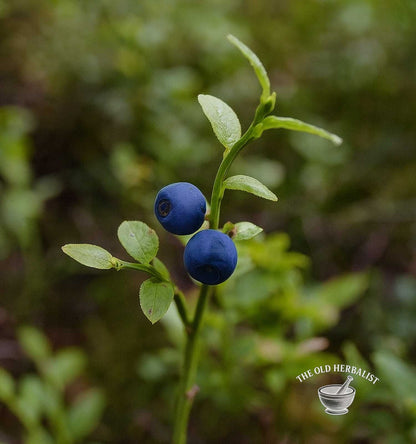Bilberry Leaf – Vaccinium myrtillus