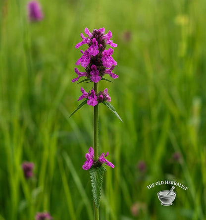 Wood Betony Herb – Stachys officinalis