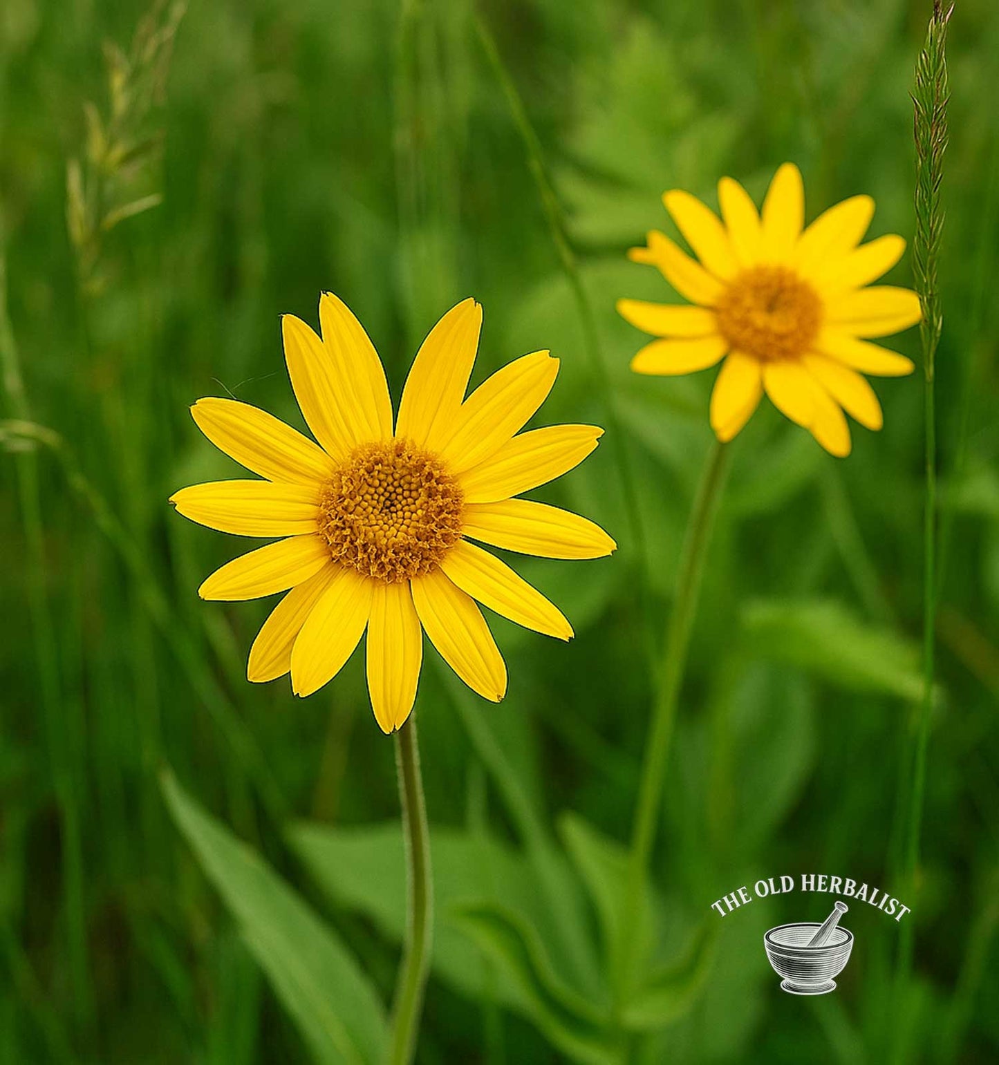 arnica flower plant