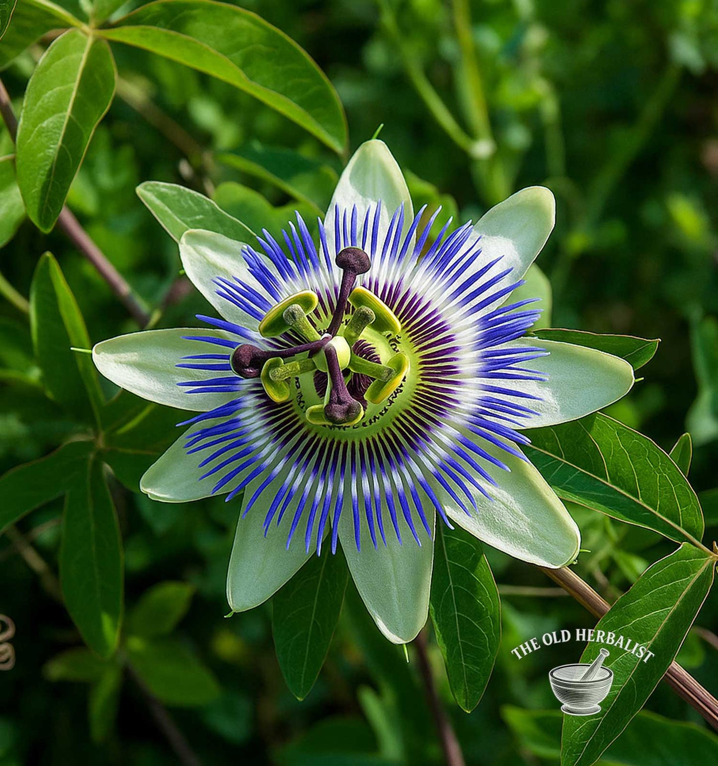 Passion flower with green leaves on a blurred green background, featuring 'The Old Herbalist' logo.