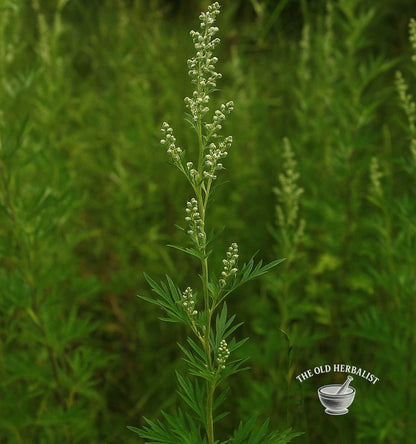 mugwort herb for herbal tea and culinary use