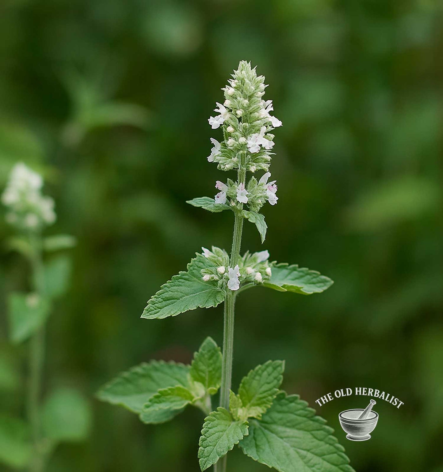 Catnip Herb – Nepeta cataria