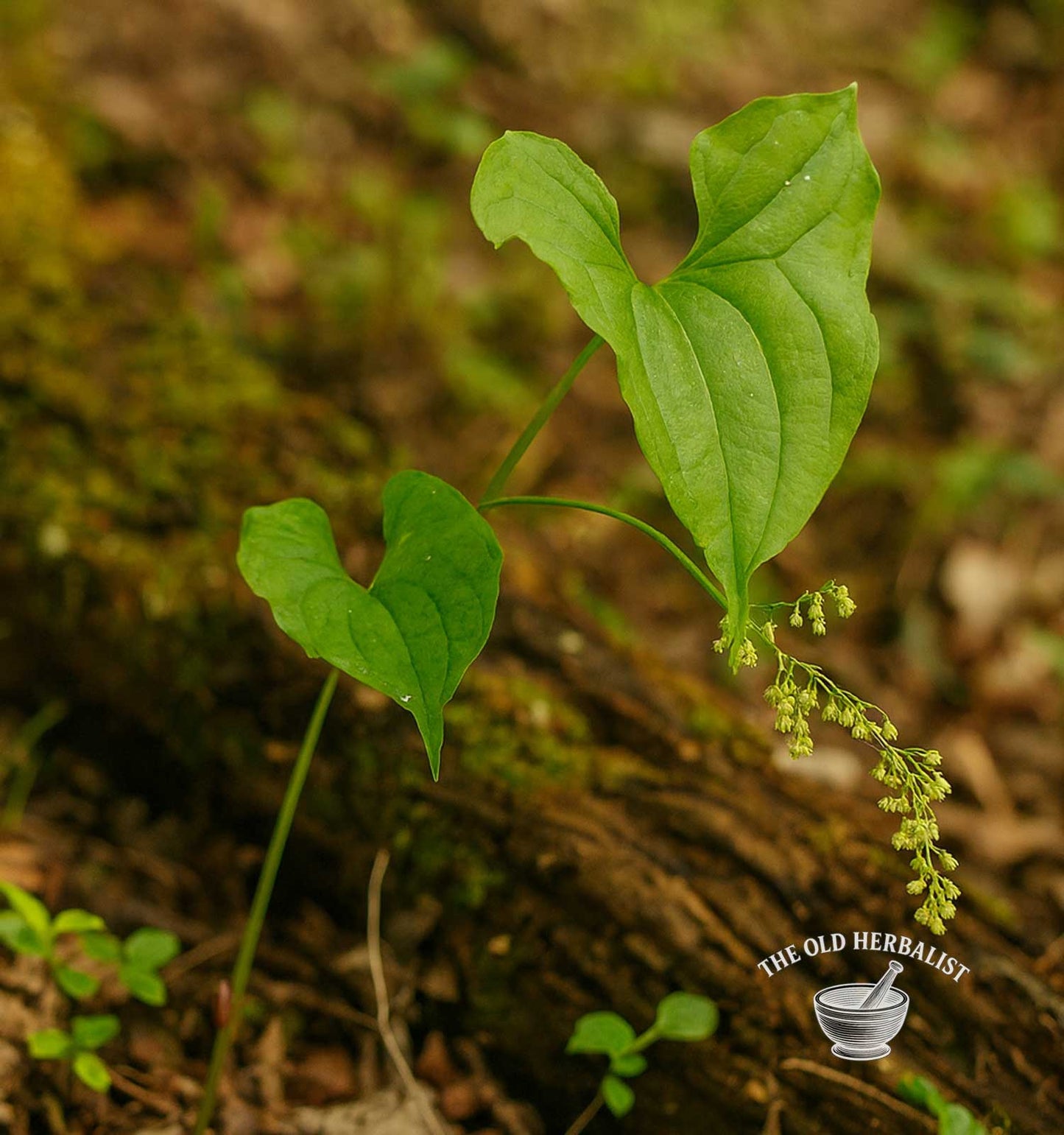Wild Yam Root – Dioscorea villosa