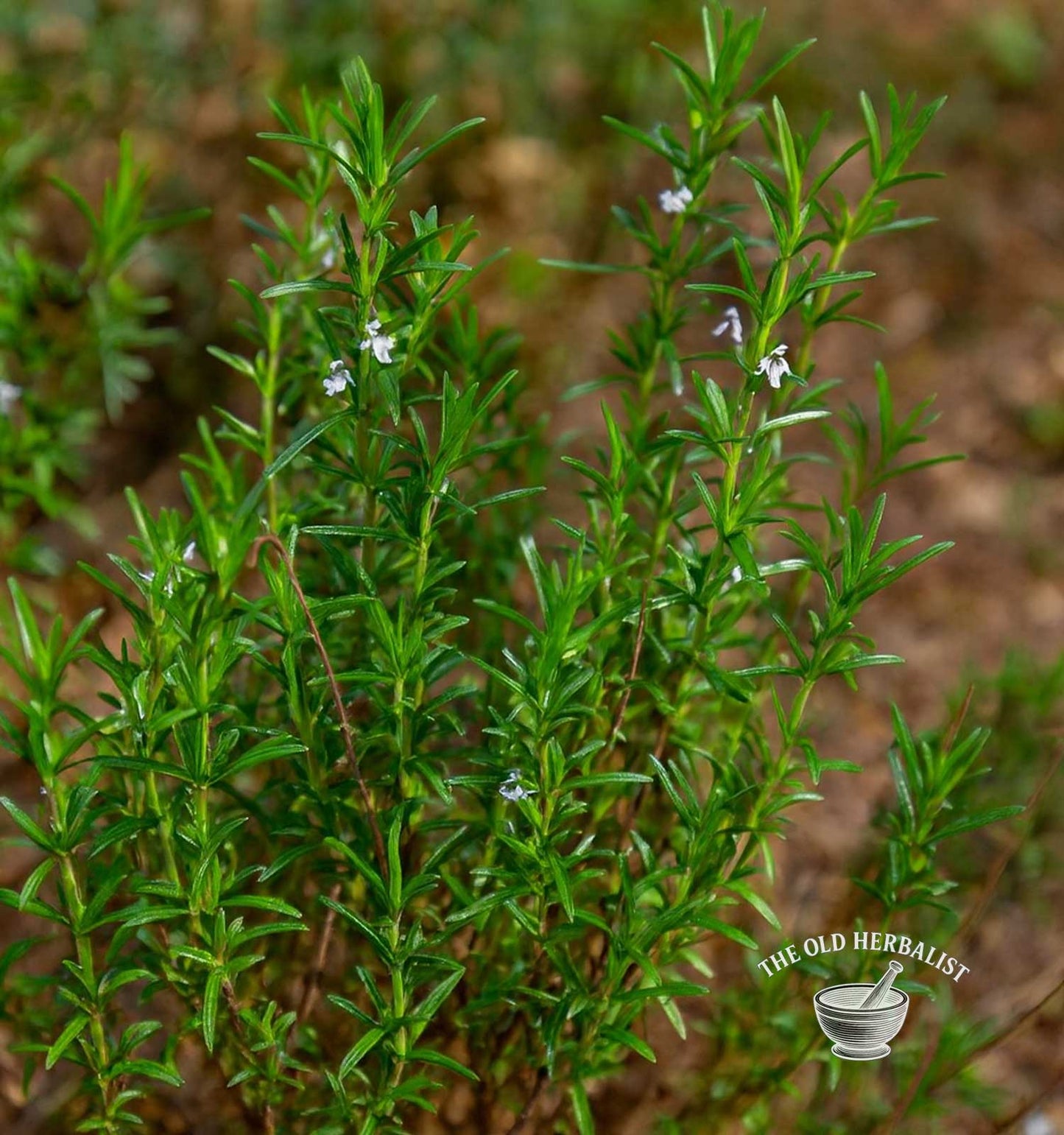 Savory Leaf – Satureja hortensis