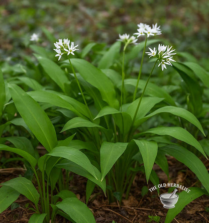 Wild Garlic Leaves – Allium ursinum
