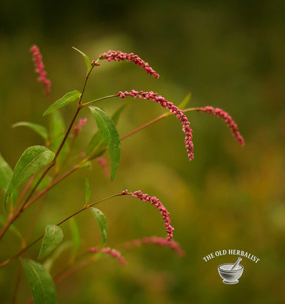 Water Pepper Herb – Persicaria hydropiper