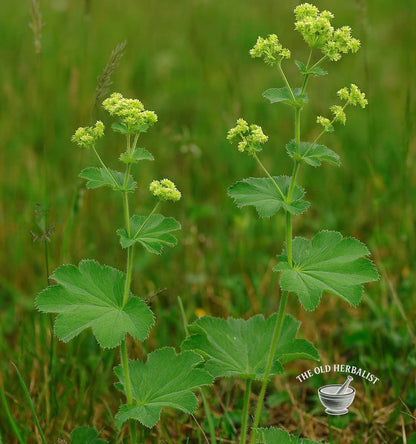 Lady’s Mantle Herb – Alchemilla vulgaris