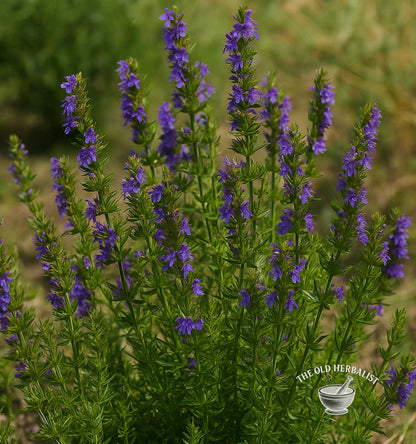 Hyssop Herb – Hyssopus officinalis