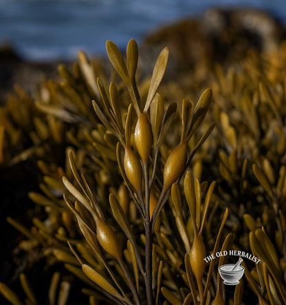 Kelp Powder – Ascophyllum nodosum