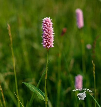 Bistort Rhizome Root – Polygonum bistorta