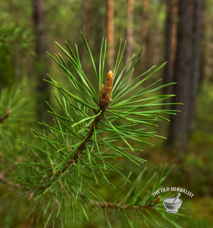Pine Needle Powder – Pinus sylvestris