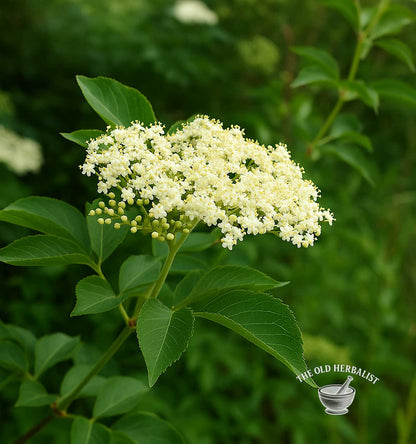 Elderberry Powder – Sambucus nigra