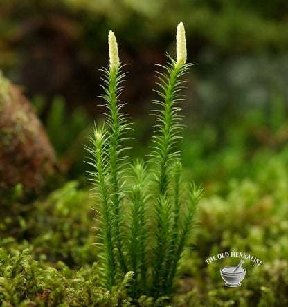 Lycopodium Herb – Lycopodium clavatum