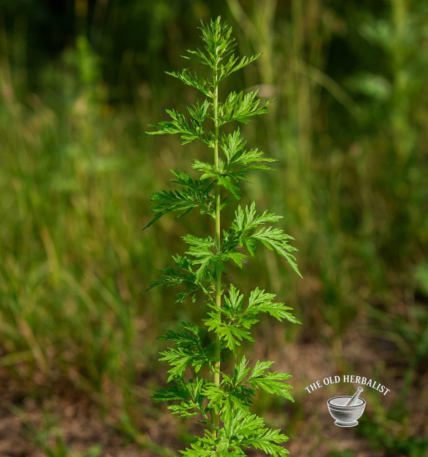 Sweet Wormwood Powder – Artemisia annua