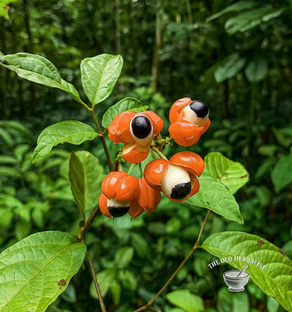 Guarana Seeds – Paullinia cupana