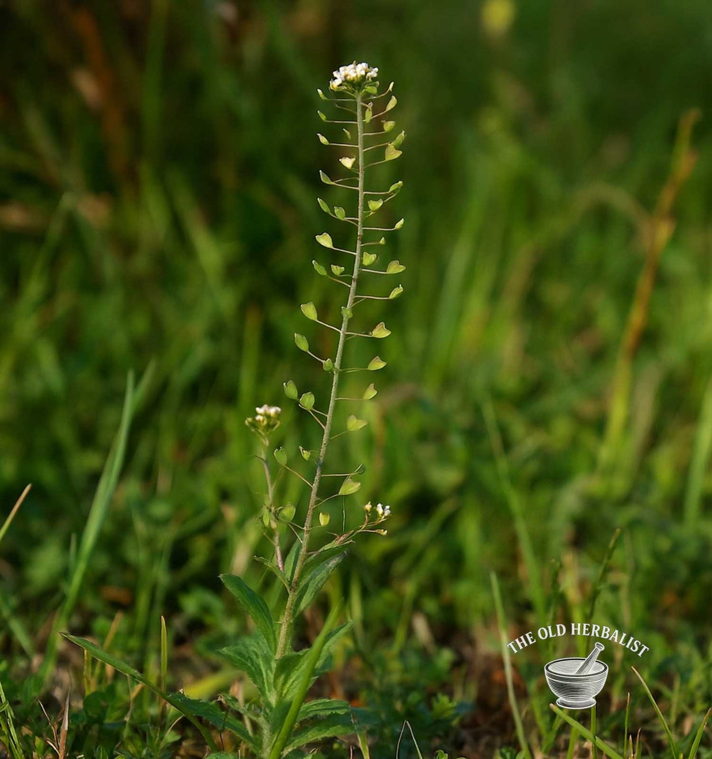 Shepherd’s Purse Herb – Capsella bursa-pastoris