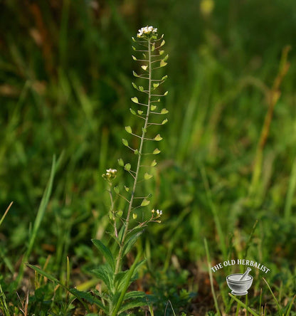 Shepherd’s Purse Herb – Capsella bursa-pastoris