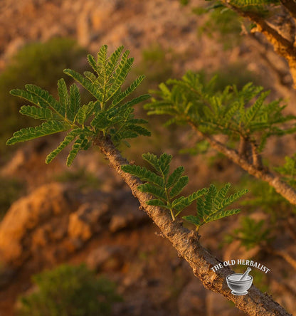 Frankincense Resin Granules – Boswellia serrata
