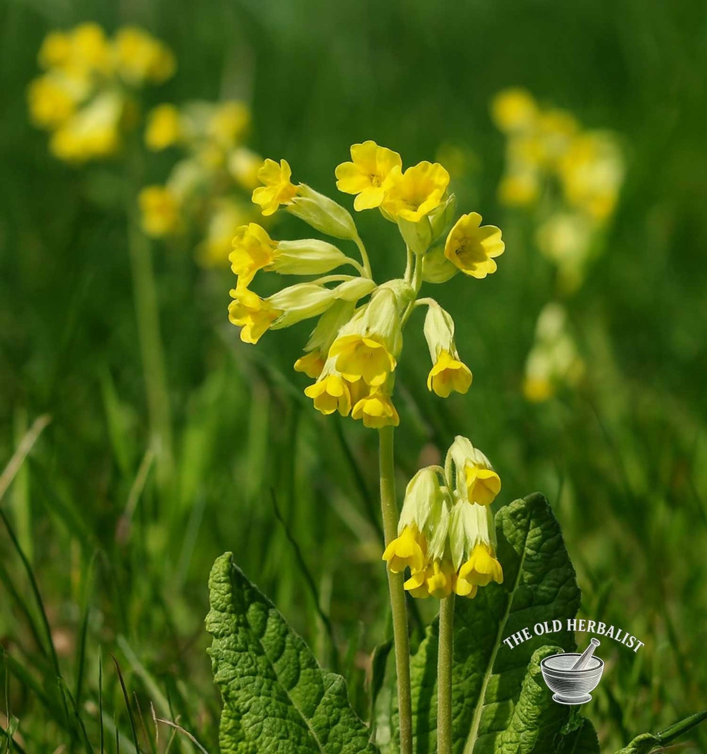Cowslip Flower – Primula veris