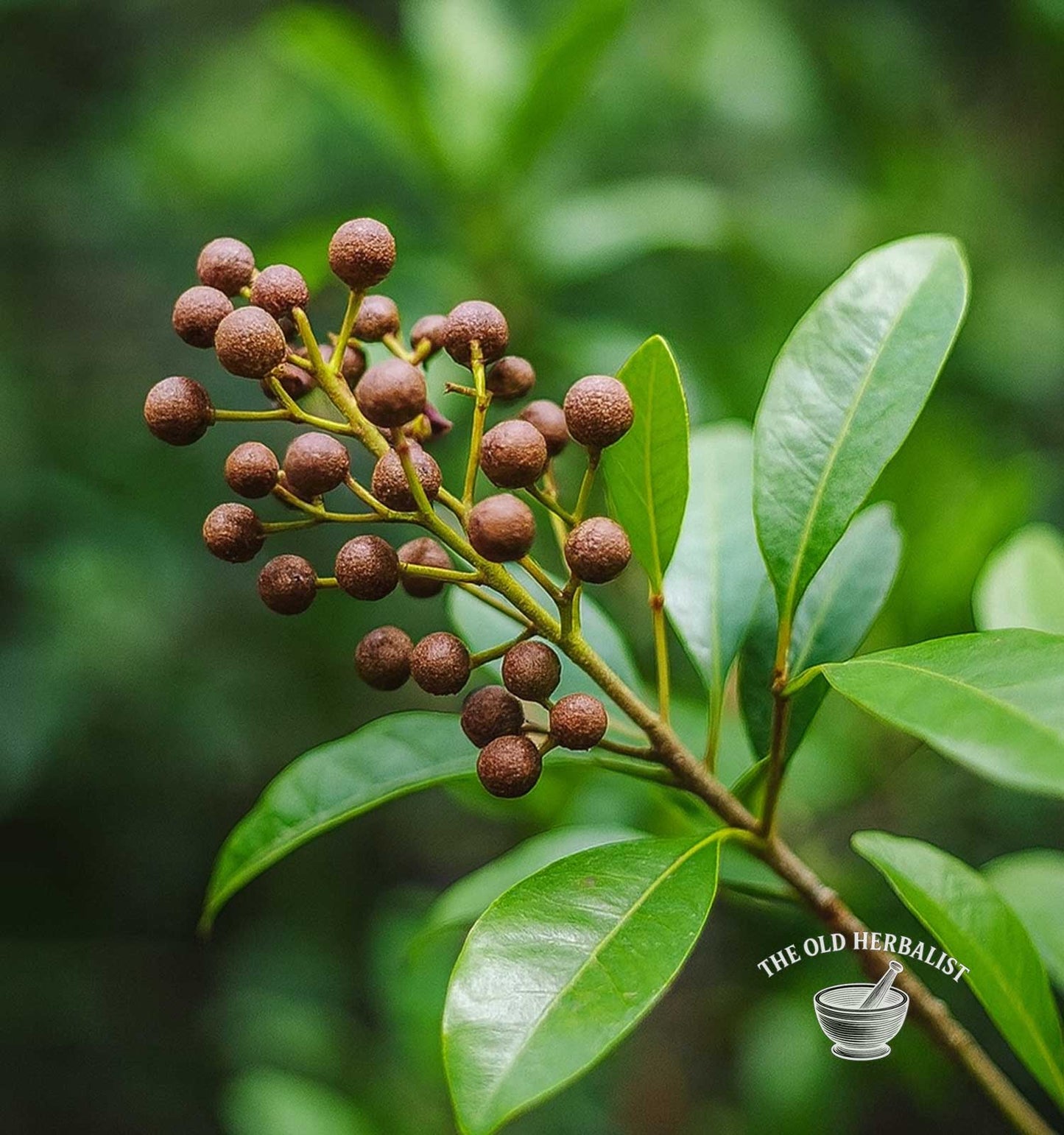 Allspice Berries – Pimenta dioica