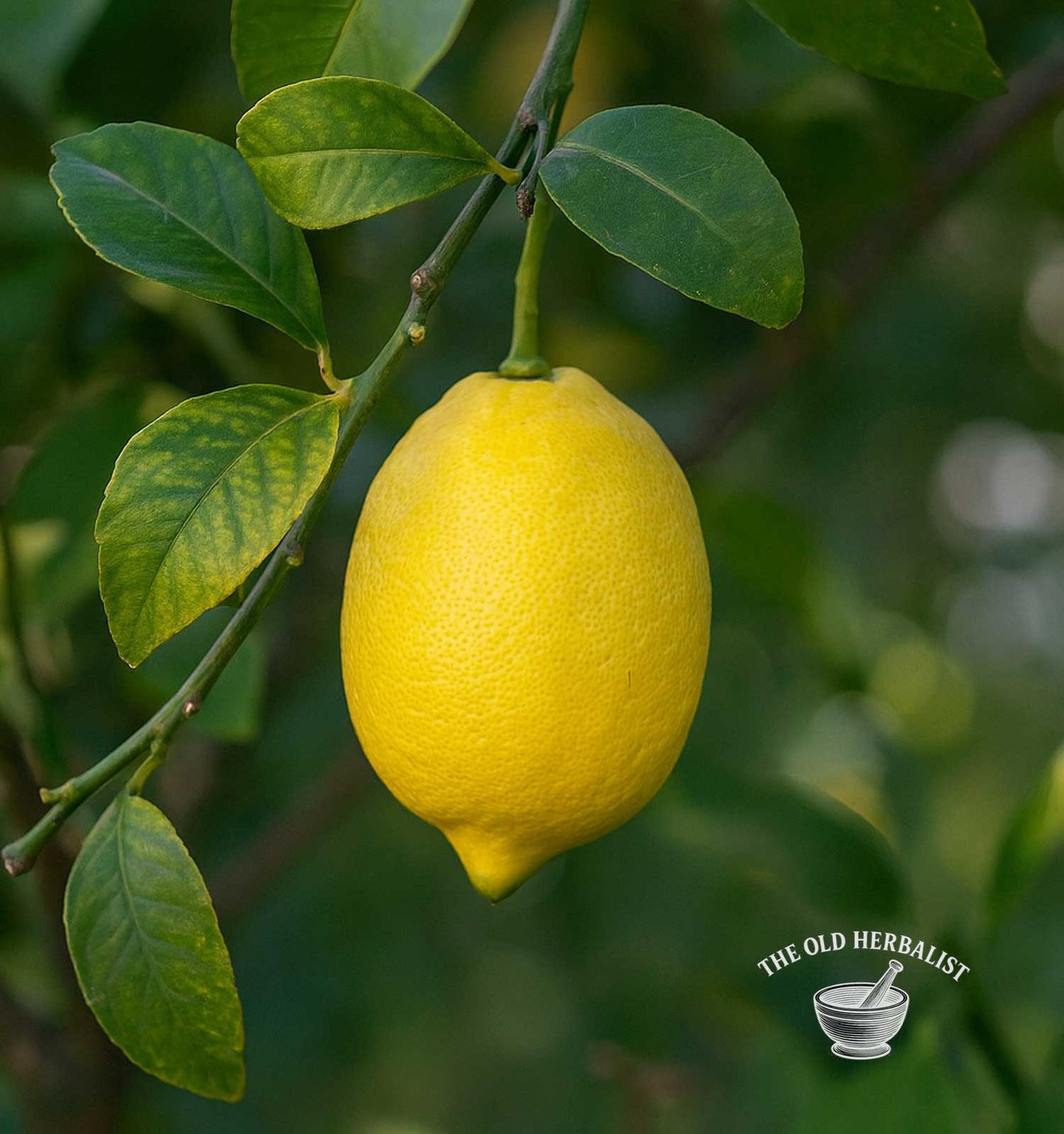 Yellow lemon on a tree branch with a blurred green background