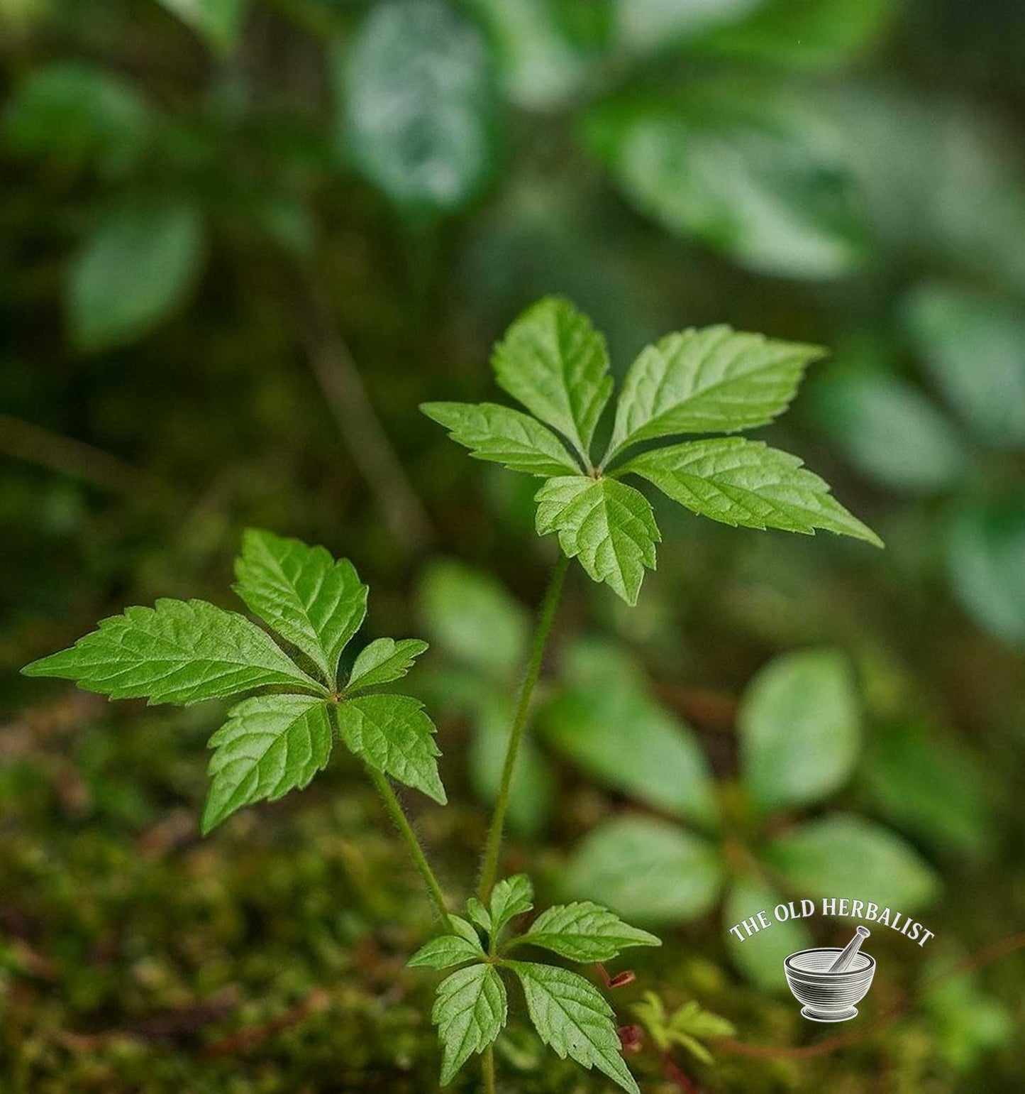 Jiaogulan Leaves Powder – Gynostemma pentaphyllum