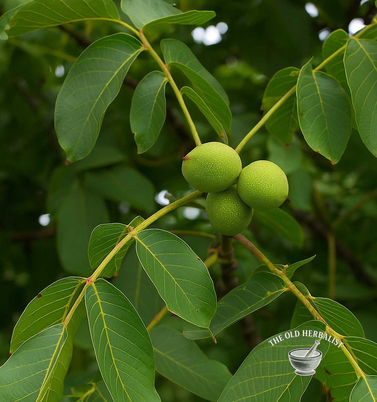 Walnut Leaf – Juglans regia