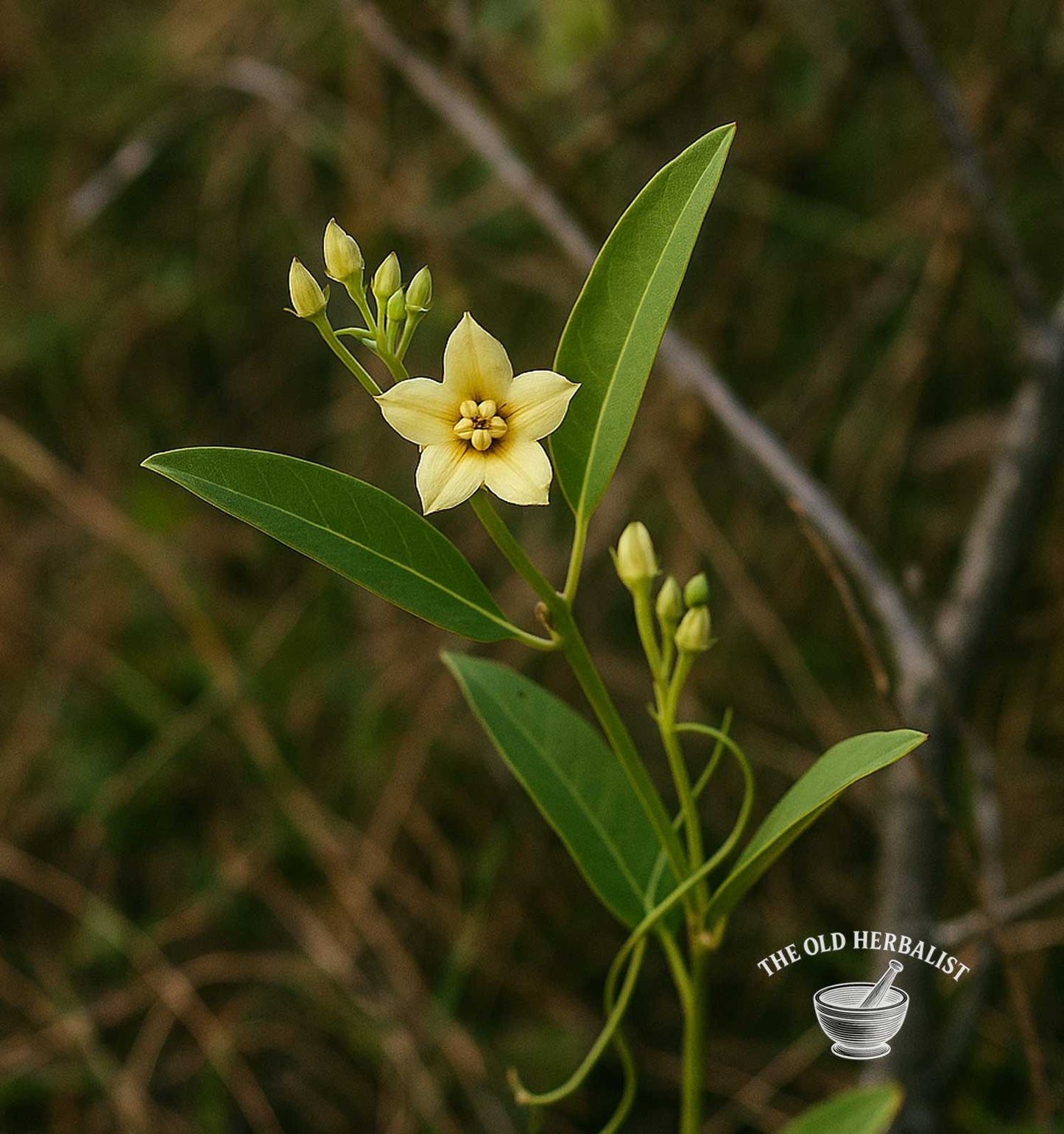 a plant of sarsaparilla 