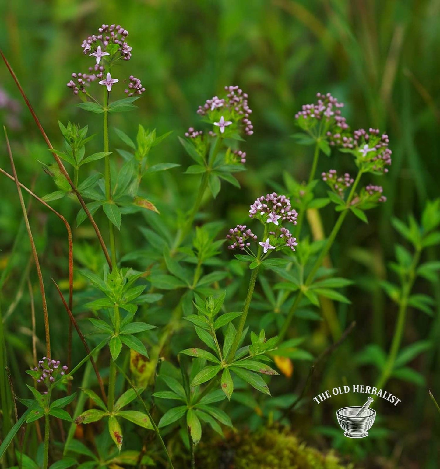 Madder Root – Rubia tinctorum