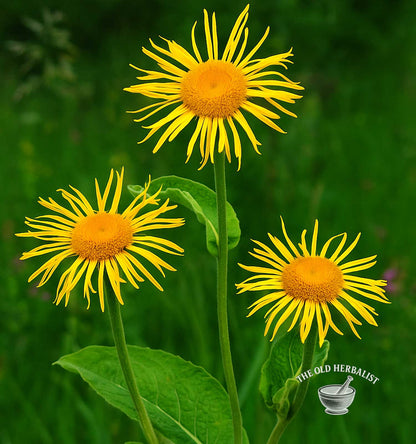Elecampane Root – Inula helenium