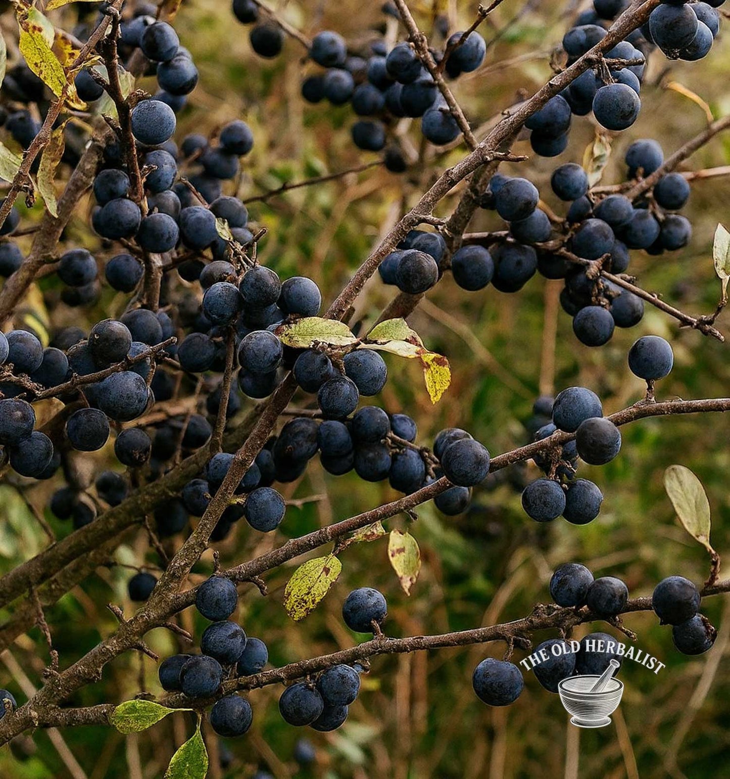 Blackthorn Berries – Prunus spinosa