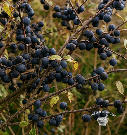Blackthorn Berries – Prunus spinosa
