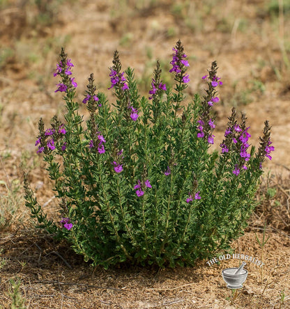 Wall Germander Herb – Teucrium chamaedrys