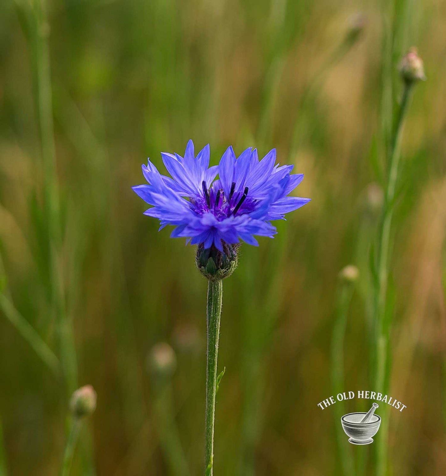 Cornflower Buds & Petals – Centaurea cyanus