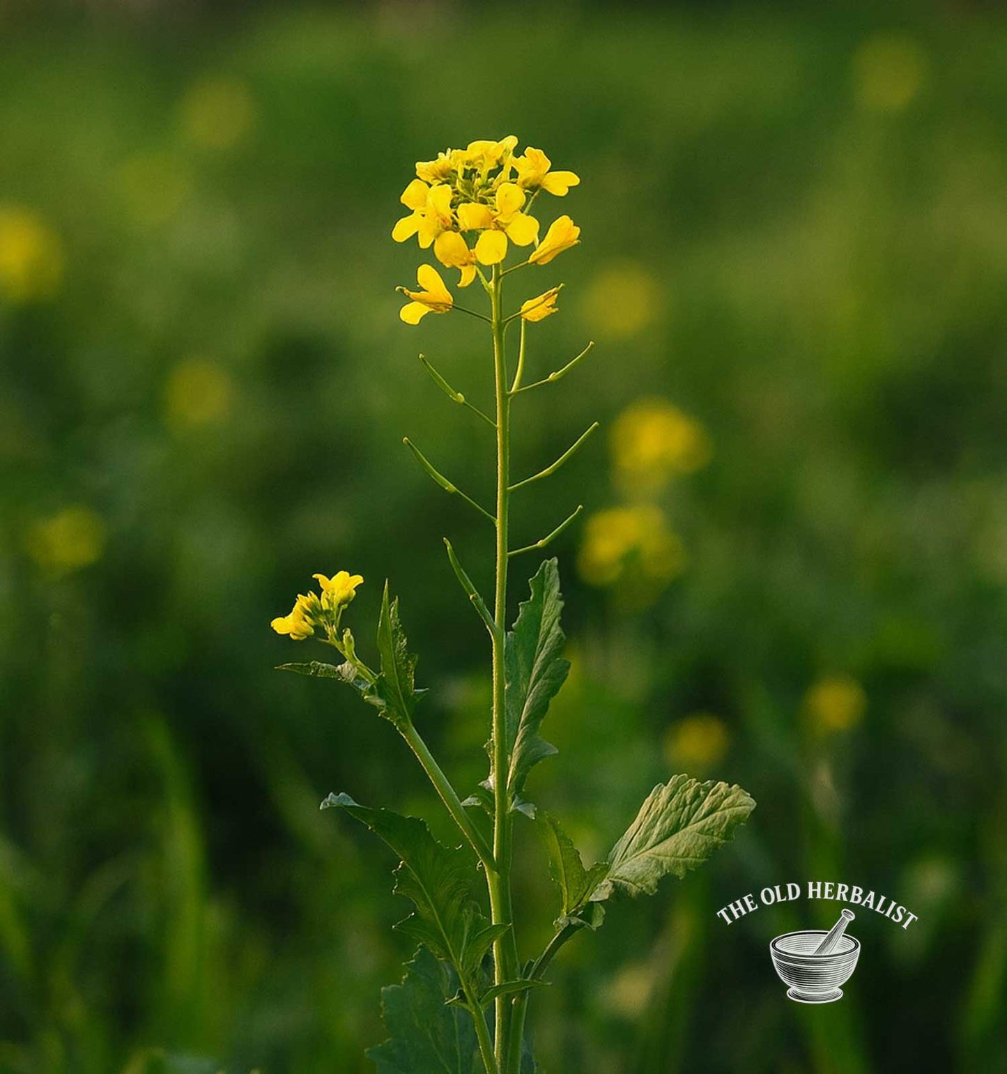 Black Mustard Seeds – Brassica nigra