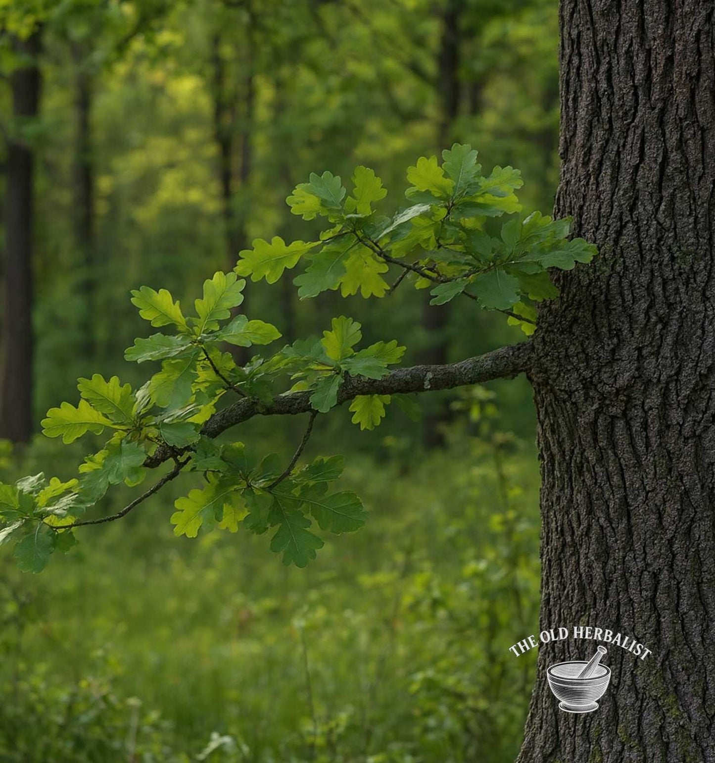 Oak Bark – Quercus robur