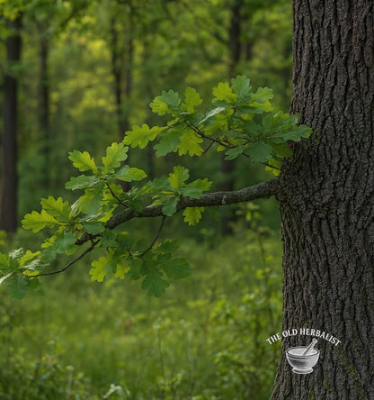 Oak Bark – Quercus robur