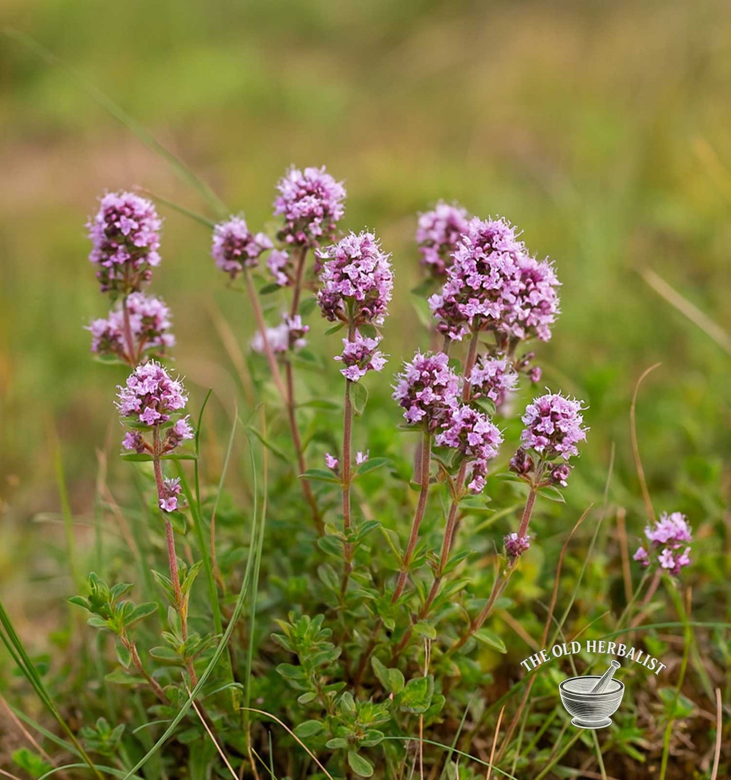 Wild Thyme – Thymus serpyllum
