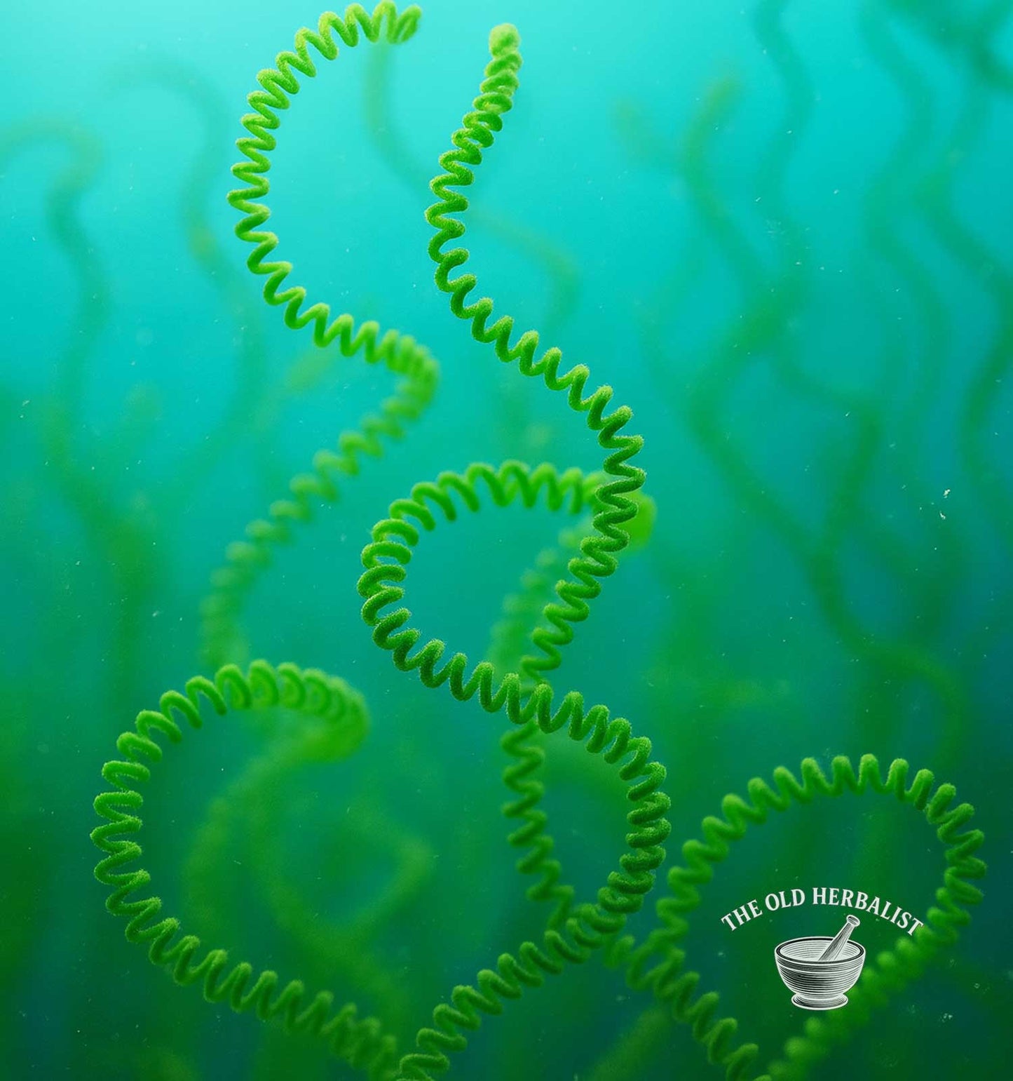 Spirulina Powder – Spirulina platensis