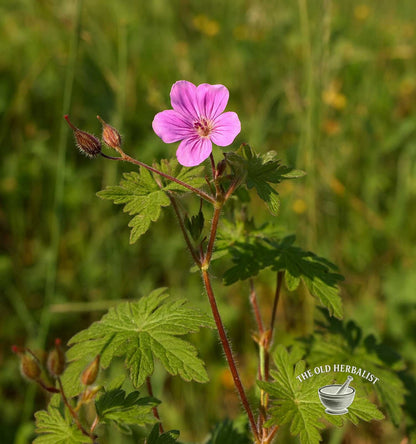 Cranesbill Herb – Geranium macrorrhizum