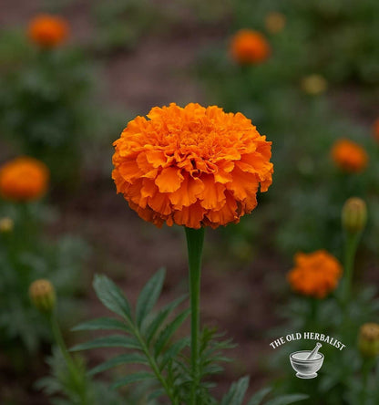 Marigold Flowers – Tagetes erecta L.